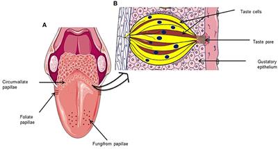 Alteration in Taste Perception in Cancer: Causes and Strategies of Treatment